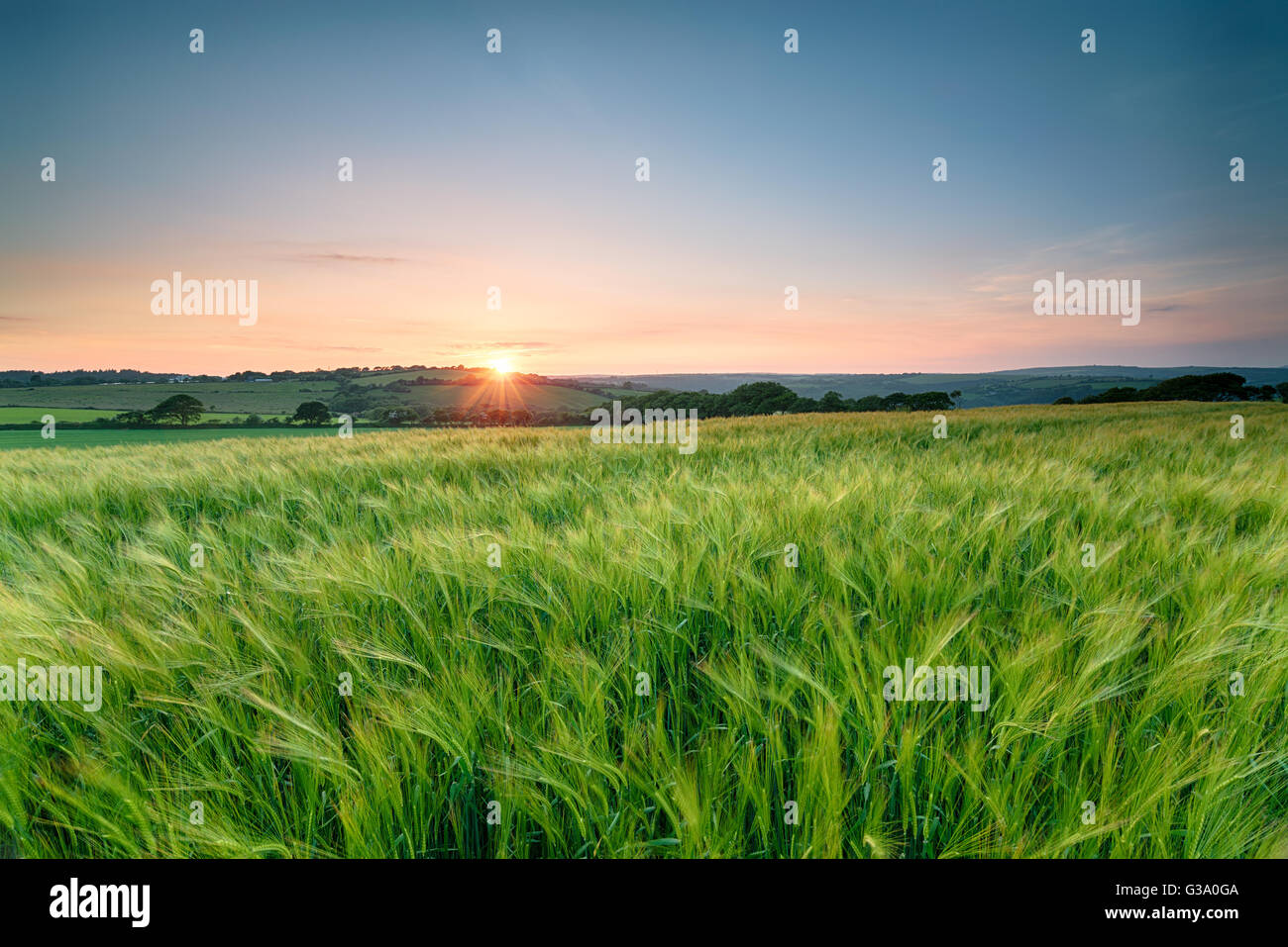 Sonnenuntergang über Felder der Gerste, die Reifung in der Landschaft von Cornwall Stockfoto