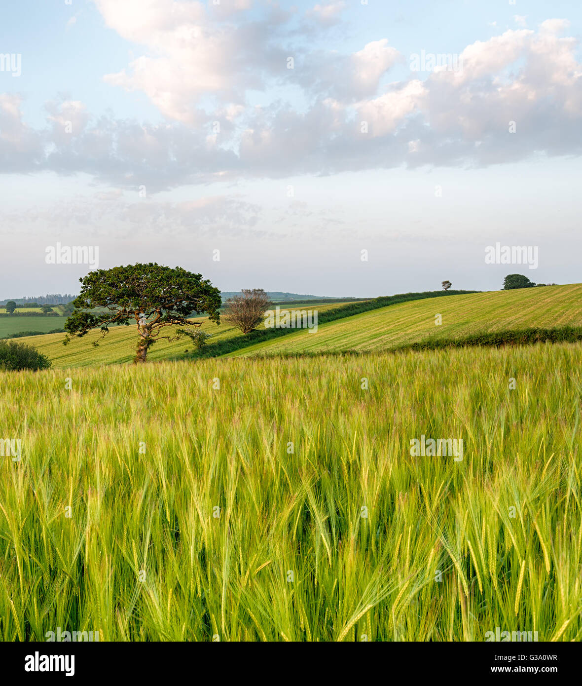 Sommer-Felder von Gerste wächst in der Mitte Cornwall-Landschaft in der Nähe von West Bierschenke Stockfoto