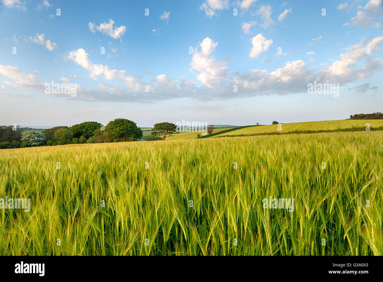 Felder der Sommergerste Reifung in der kornischen Landschaft in der Nähe von West Bierschenke Stockfoto