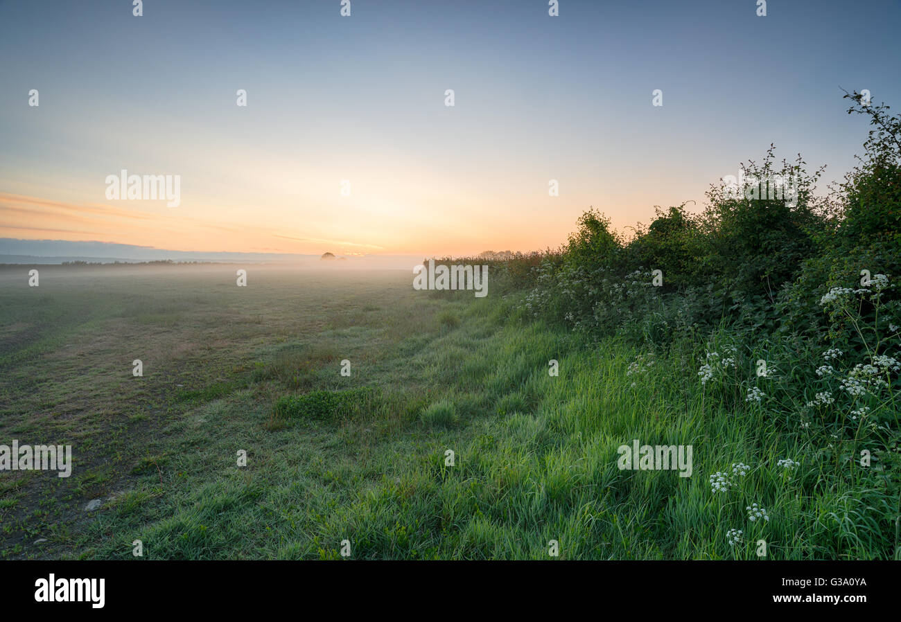 Nebligen Felder bei Sonnenaufgang auf die Somerset Niveaus Stockfoto