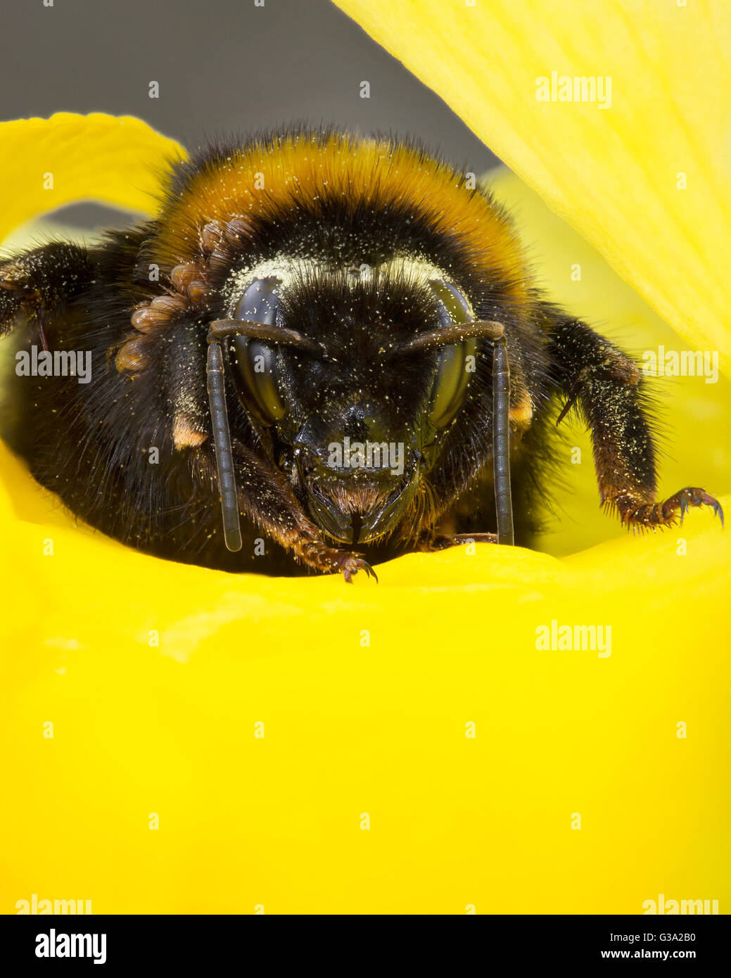 Buff Tailed Hummel; Bombus Terrestris; Königin; auf Narzisse; Cornwall; UK Stockfoto