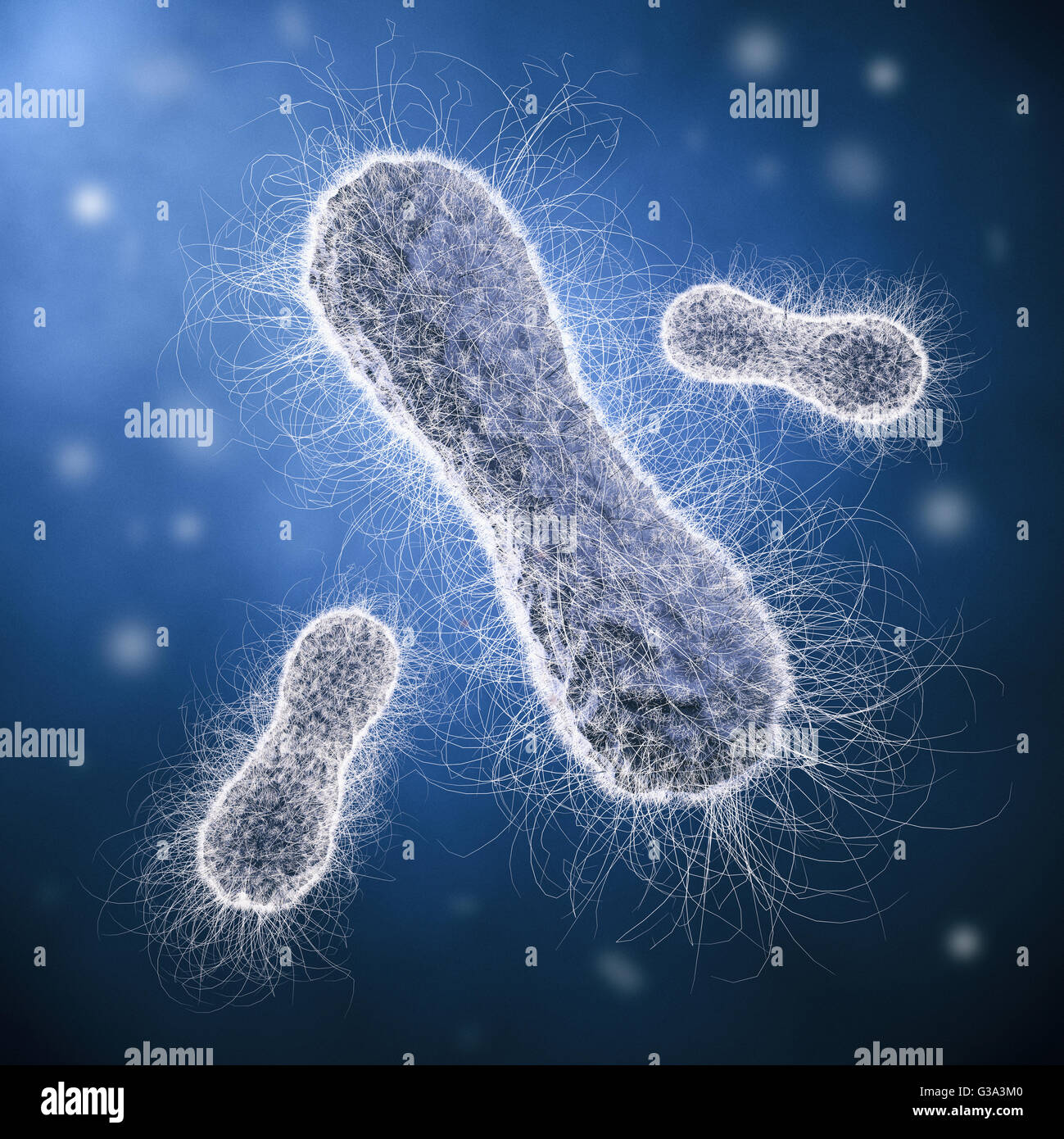 Stäbchenförmige Bakterien Stockfoto