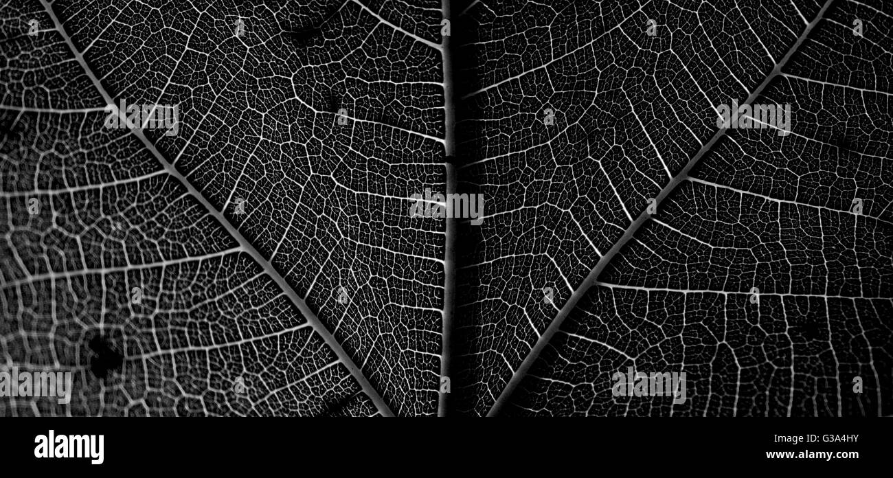 Feigenblatt Texturdetails Makro Stockfoto