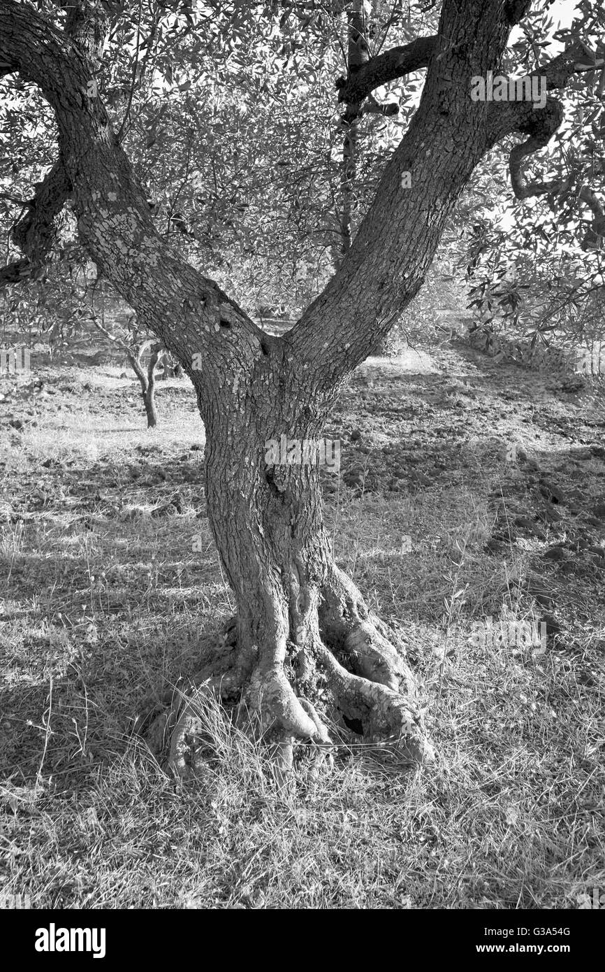 Olivenbaum im Freien im Land Stockfoto
