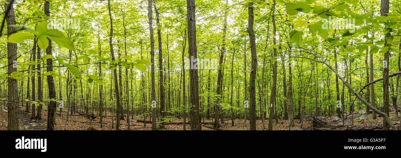 Neues Wachstum auf dem Appalachian Trail Panorama zeigt leuchtende grüne Blättern tauchen überall im Wald Stockfoto