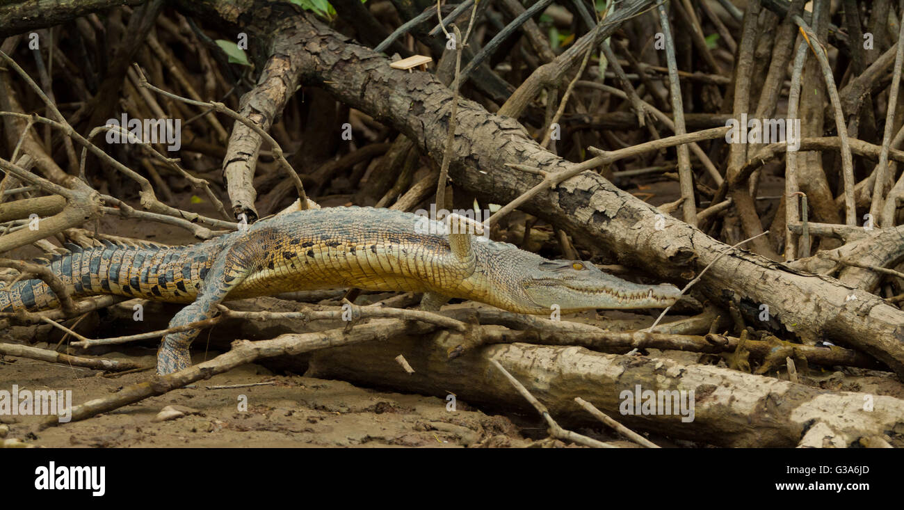 Krokodil springt über ein Holz in Bandar Seri Begawan, Brunei, Borneo Stockfoto