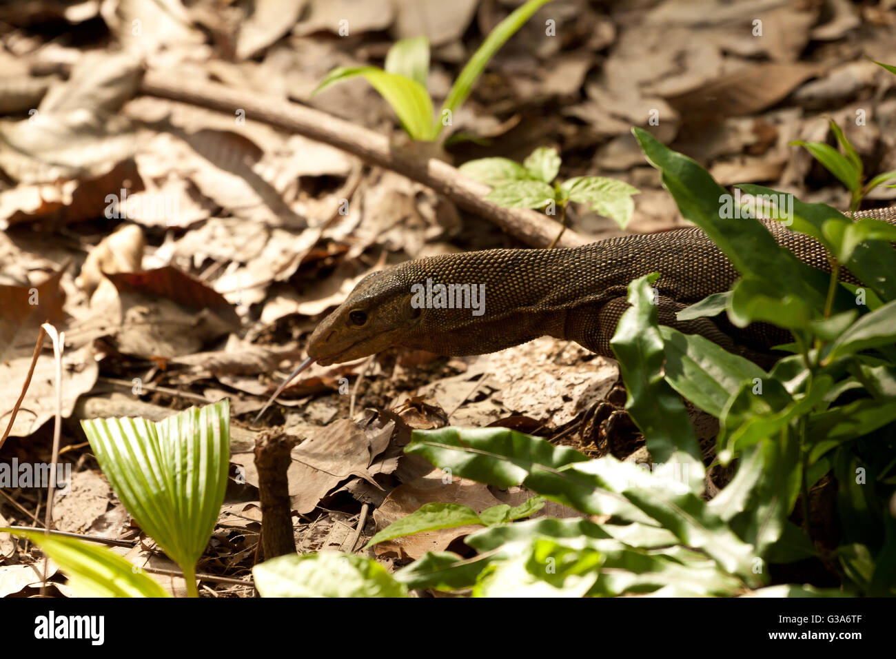 Eidechse gesehen auf Perhentian Island Jungle, malaysia Stockfoto