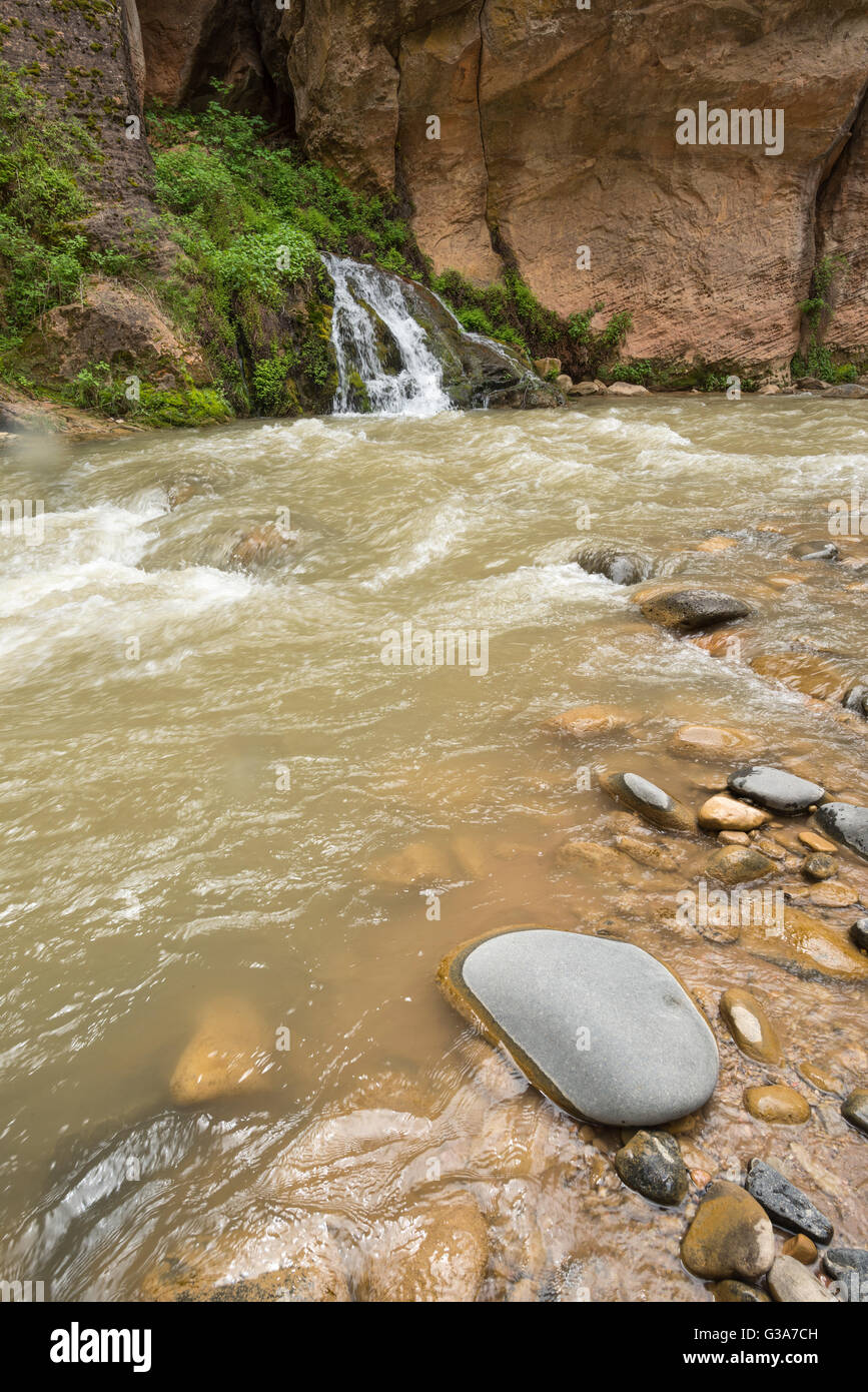 Großen Quellen fließen in North Fork Virgin River im Zion Nationalpark, Utah. Stockfoto