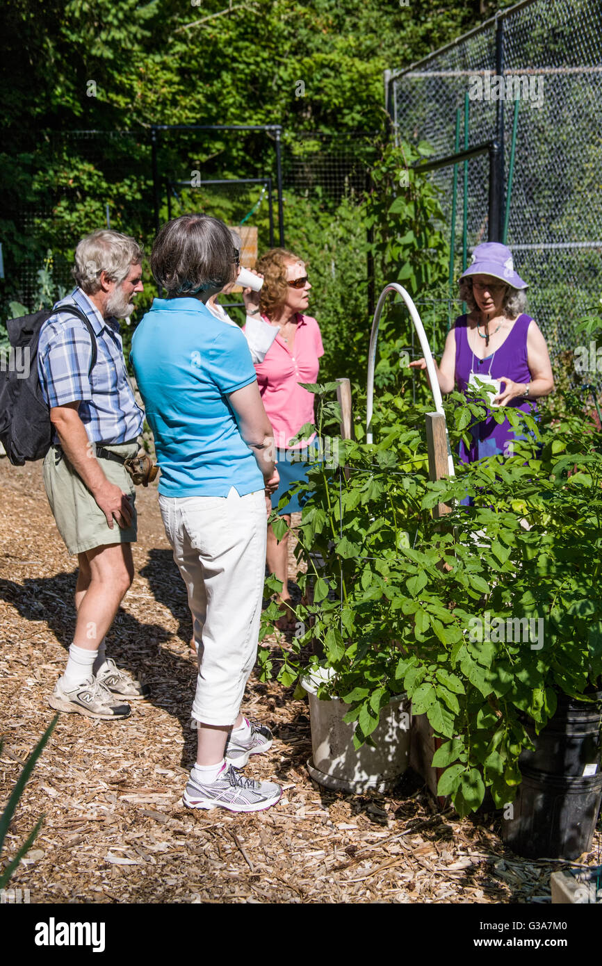 Menschen touring Mirrormont Erbse Patch Garten in Issaquah, Washington, USA Stockfoto