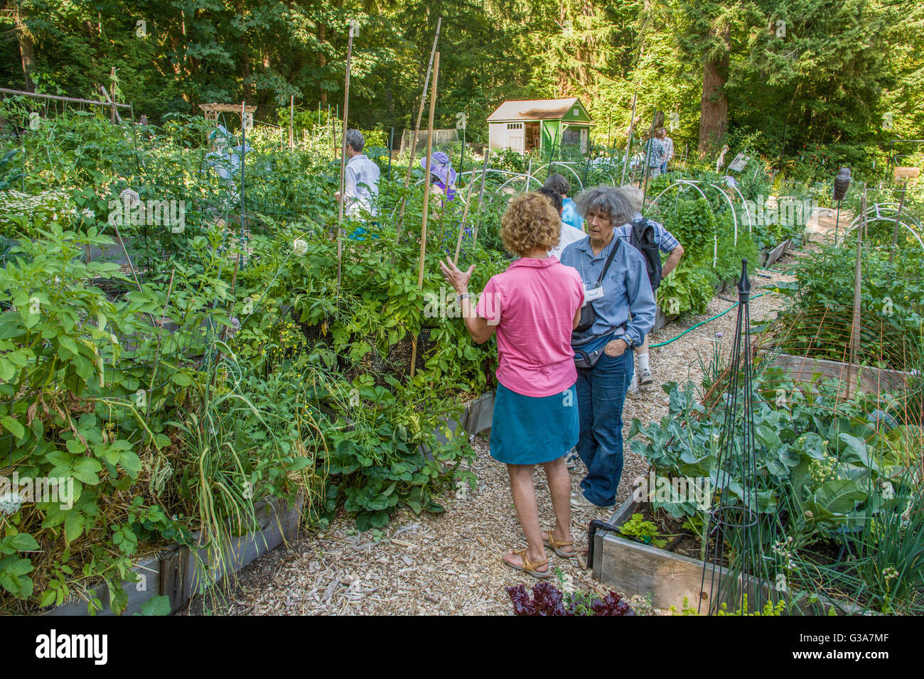 Menschen touring Mirrormont Erbse Patch Gemeinschaftsgarten in Issaquah, Washington, USA Stockfoto