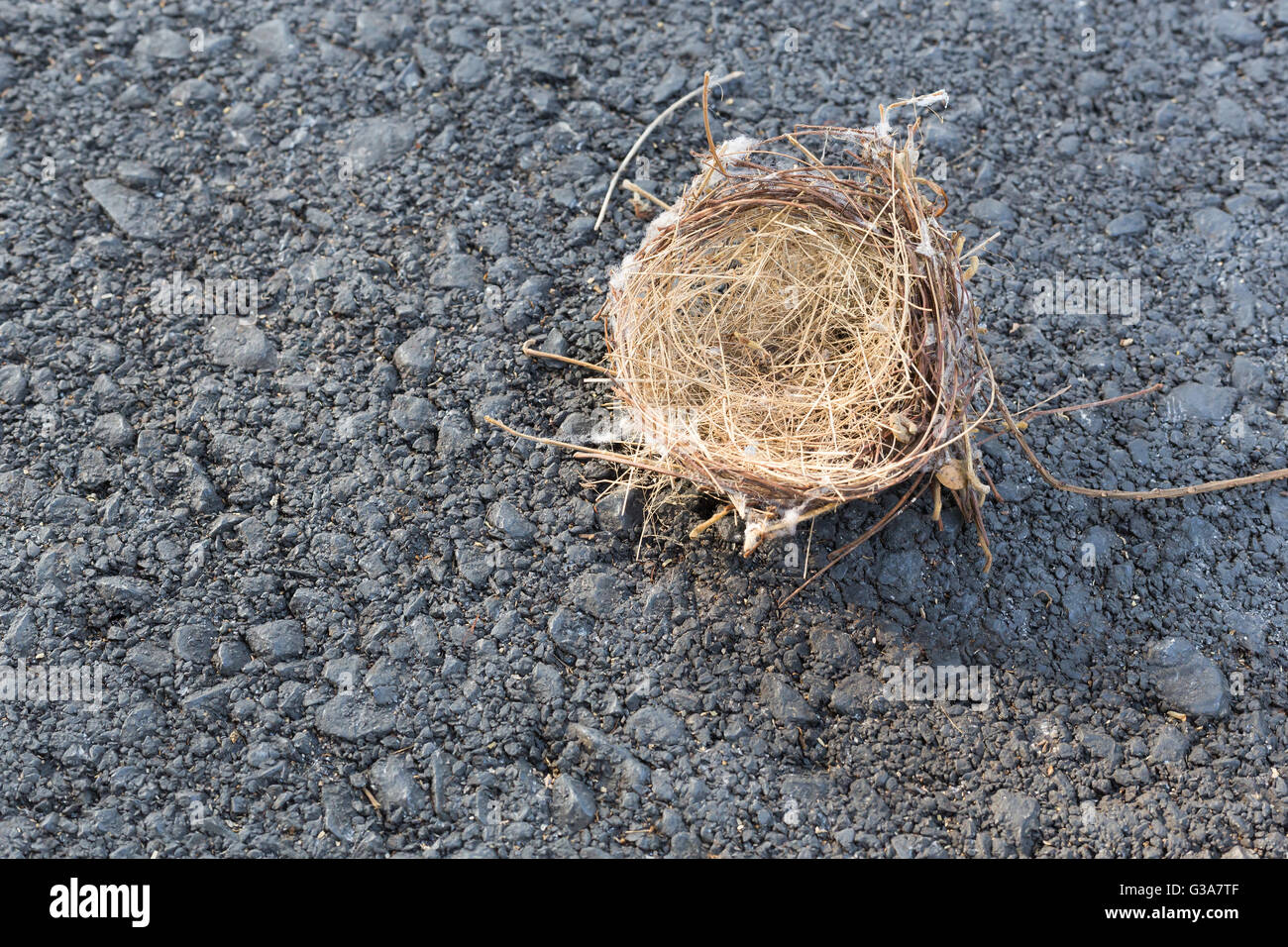 Vogelnester Stroh Sturz auf Asphalt Beton Boden selektiven Fokus Stockfoto
