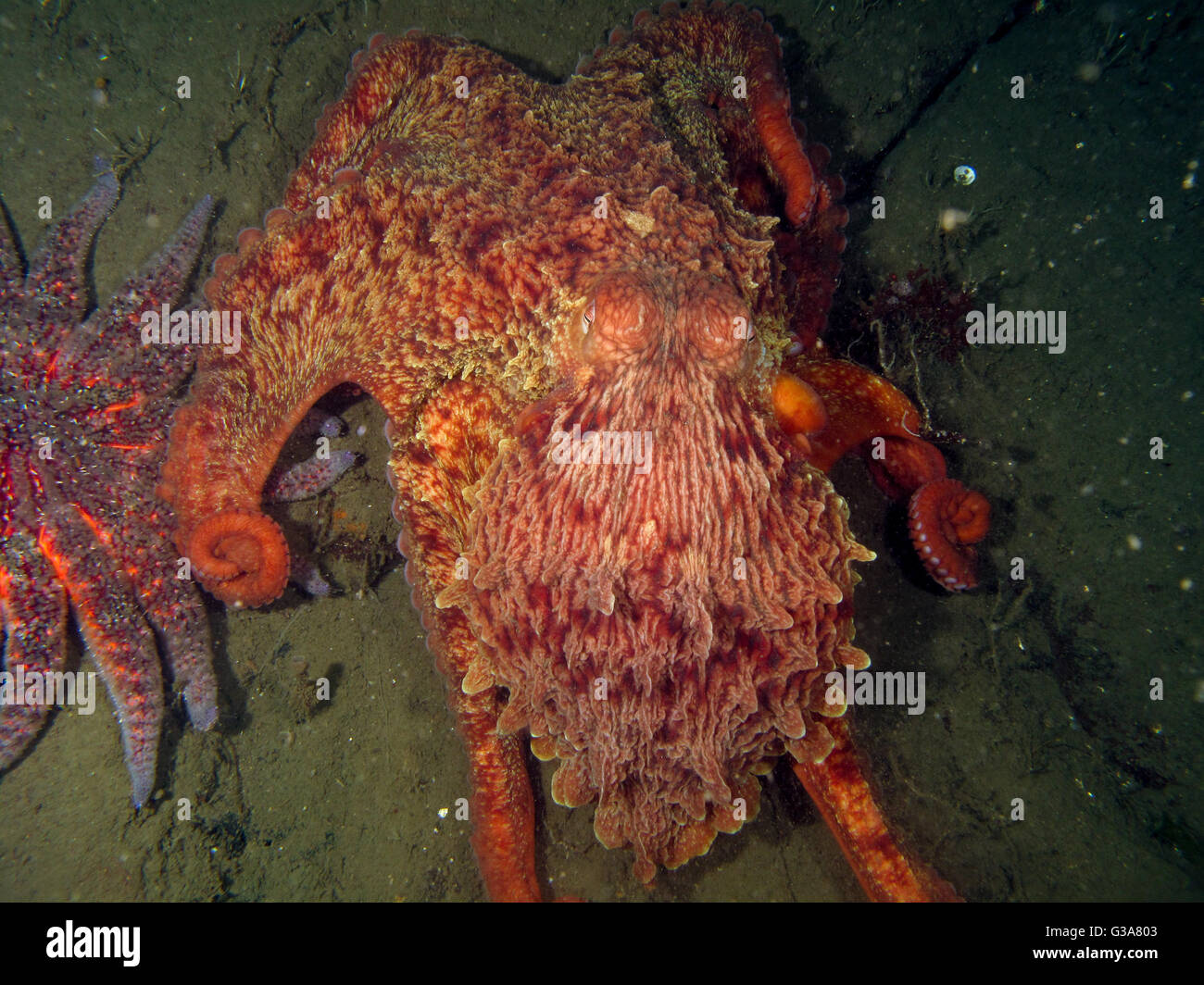 Pazifische Riesenkrake, Enteroctopus Dofleini, krabbeln über den oberen Teil einer riesigen Sonnenblumen Stern, Pycnopodia Helianthoides. Stockfoto