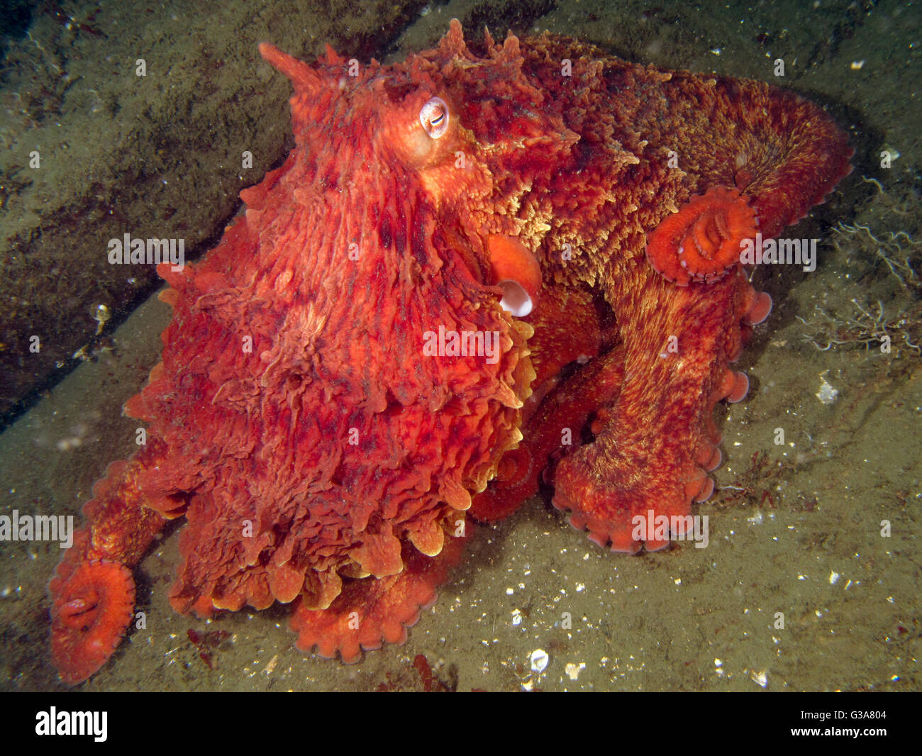 Pazifische Riesenkrake, Enteroctopus Dofleini, Seacrest Park, Bucht 3, Seattle. Stockfoto