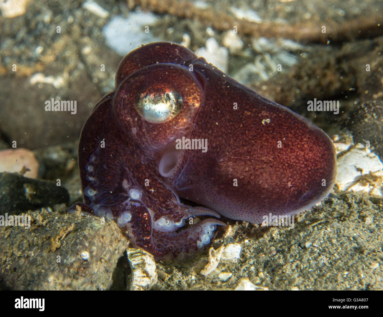 Stubby Tintenfisch, Rossia Pacifica in Seacrest Park, Bucht 3, Seattle. Stockfoto