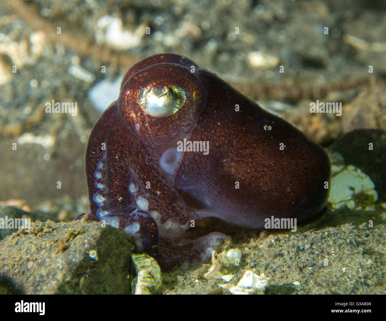 Stubby Tintenfisch, Rossia Pacifica in Seacrest Park, Bucht 3, Seattle. Stockfoto