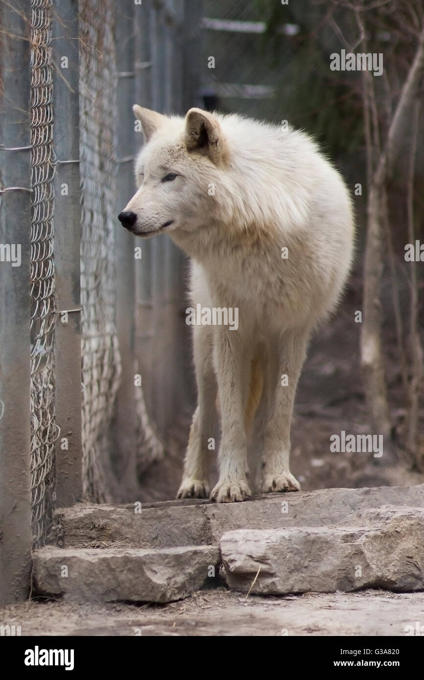 Ein Gefangener weißen Wolf Blick in die Ferne. Stockfoto