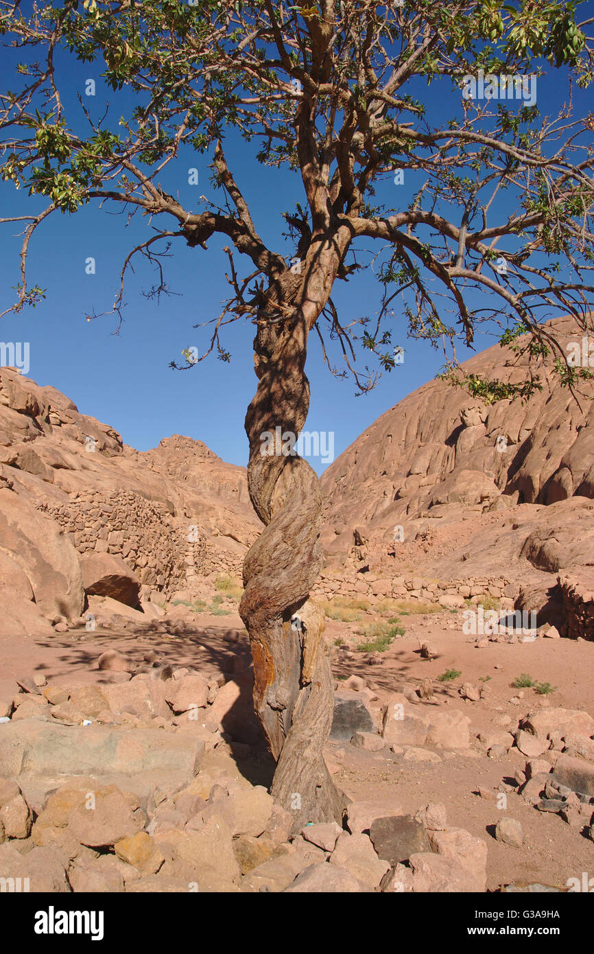 Baum in der Wüste in der Nähe von Mount Sinai, Ägypten Stockfoto