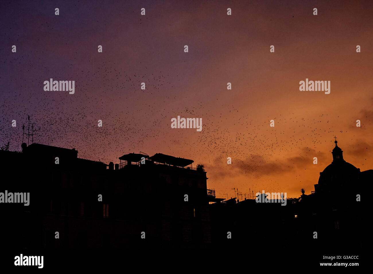 Italien, Latium, Rom, Schwarm Vögel am Himmel Stockfoto