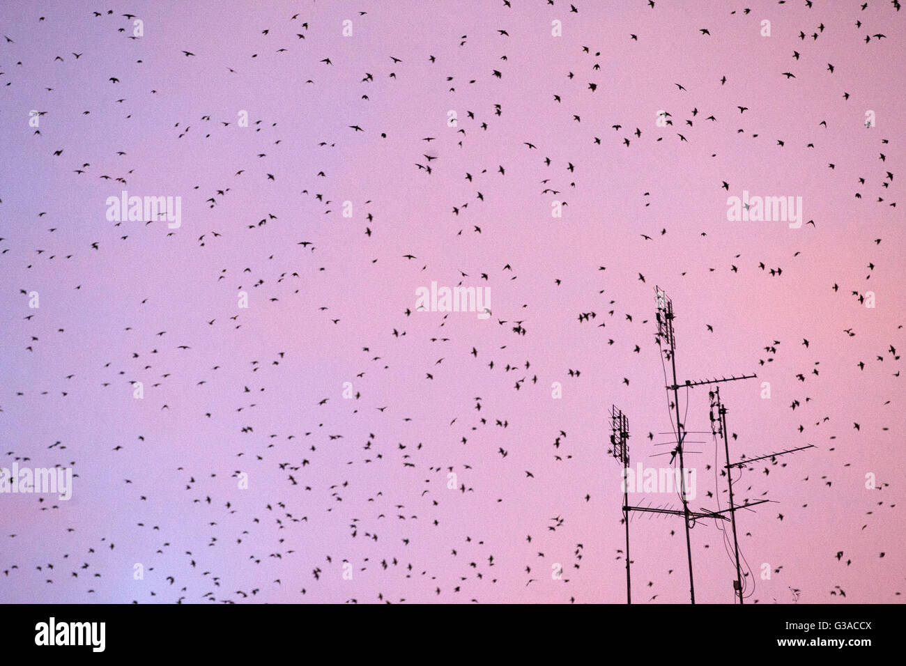 Italien, Latium, Rom, Schwarm Vögel am Himmel Stockfoto