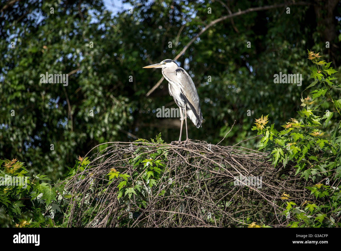 Donau, Serbien - Graureiher (Ardea Cinerea) thront auf einem Nest über dem Flussufer Stockfoto
