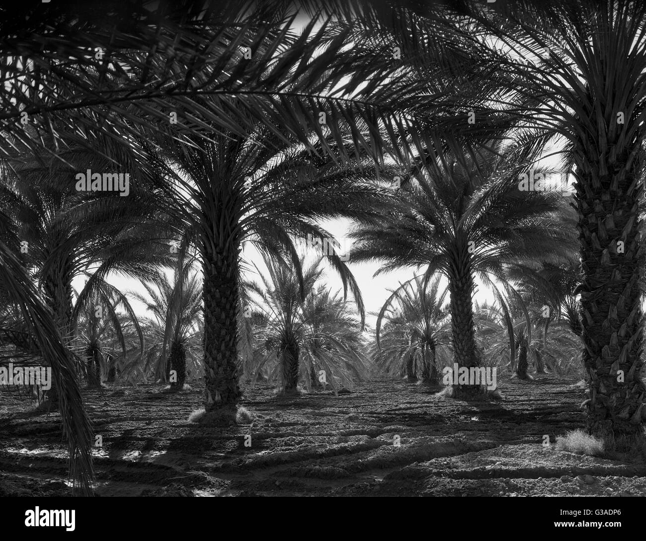 Dattelpalmen. Coachella Valley, Kalifornien Stockfoto