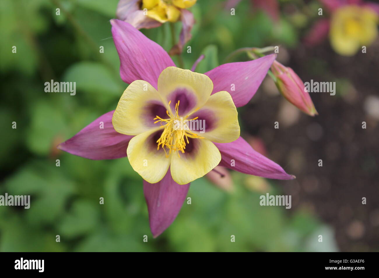 Aqualegia, lila, gelb, Hinton Ampner, Hampshire, UK, Sommer, mehrjährige Pflanze, Pflanze, Wälder, Wiesen Stockfoto