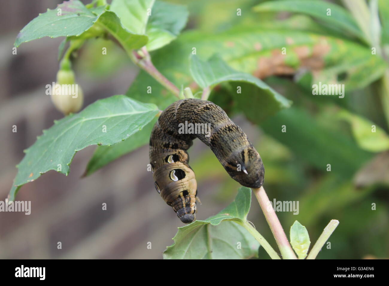 Caterpillar-Larve, Fuschia Pflanze, Sommer, Hampshire, UK Stockfoto