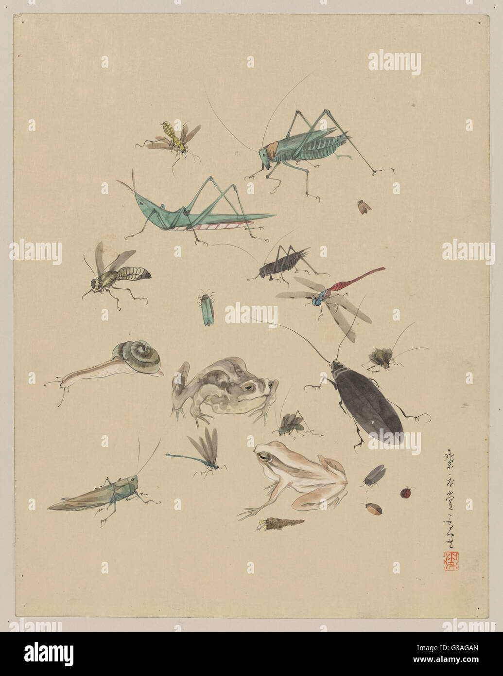 Frösche, Schnecken und Insekten, einschließlich Heuschrecken, Käfer, Stockfoto