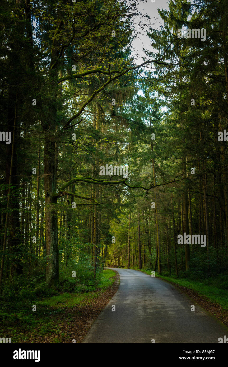 Eine Straße durch einen Wald, achten Sie darauf, den Baum in Moos bedeckt Stockfoto