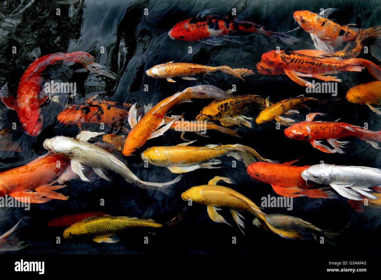 Bunte KoiKarpfen schwimmen im Teich Stockfotografie Alamy