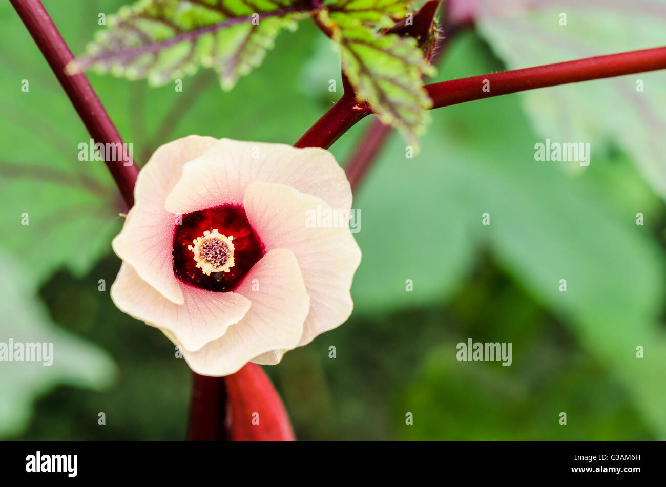 Rosa Blume Blüte auf Baum von Jamaika Sauerampfer oder Hibiscus Sabdariffa in Thailand Stockfoto