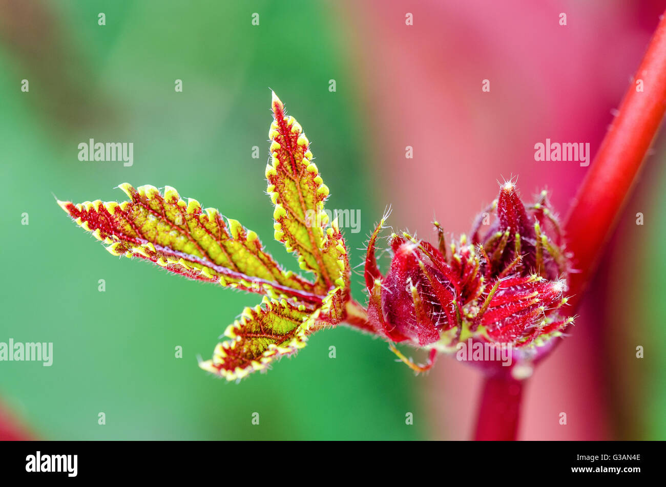 Closeup Textur grün rot an weiche Blatt und jungen Früchten von Jamaika Sauerampfer oder Hibiscus Sabdariffa in Thailand Stockfoto