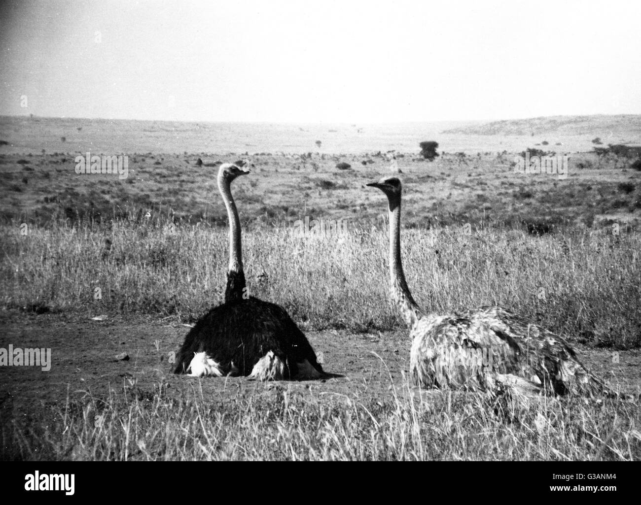 Ein Paar Strauße - Kenia, Ostafrika Stockfoto