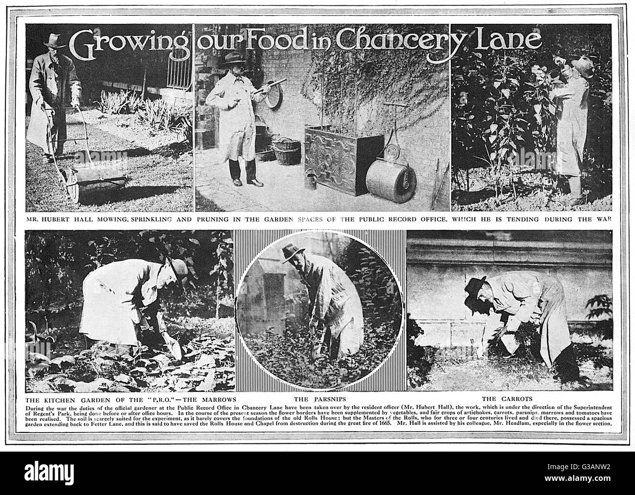 Anbau von Lebensmitteln in der Chancery Lane, WW1 Stockfoto