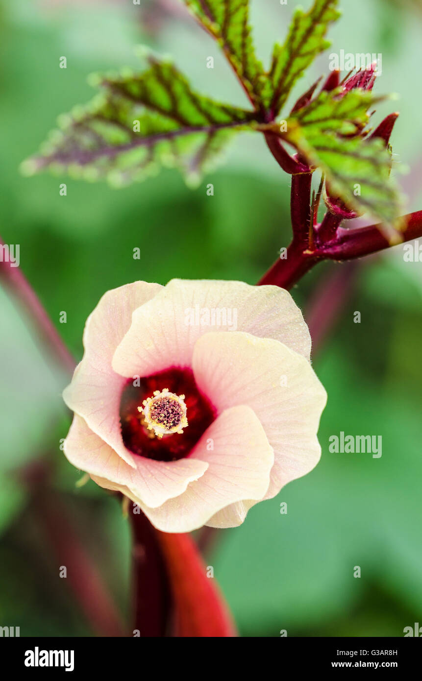 Rosa Blume Blüte auf Baum von Jamaika Sauerampfer oder Hibiscus Sabdariffa in Thailand Stockfoto