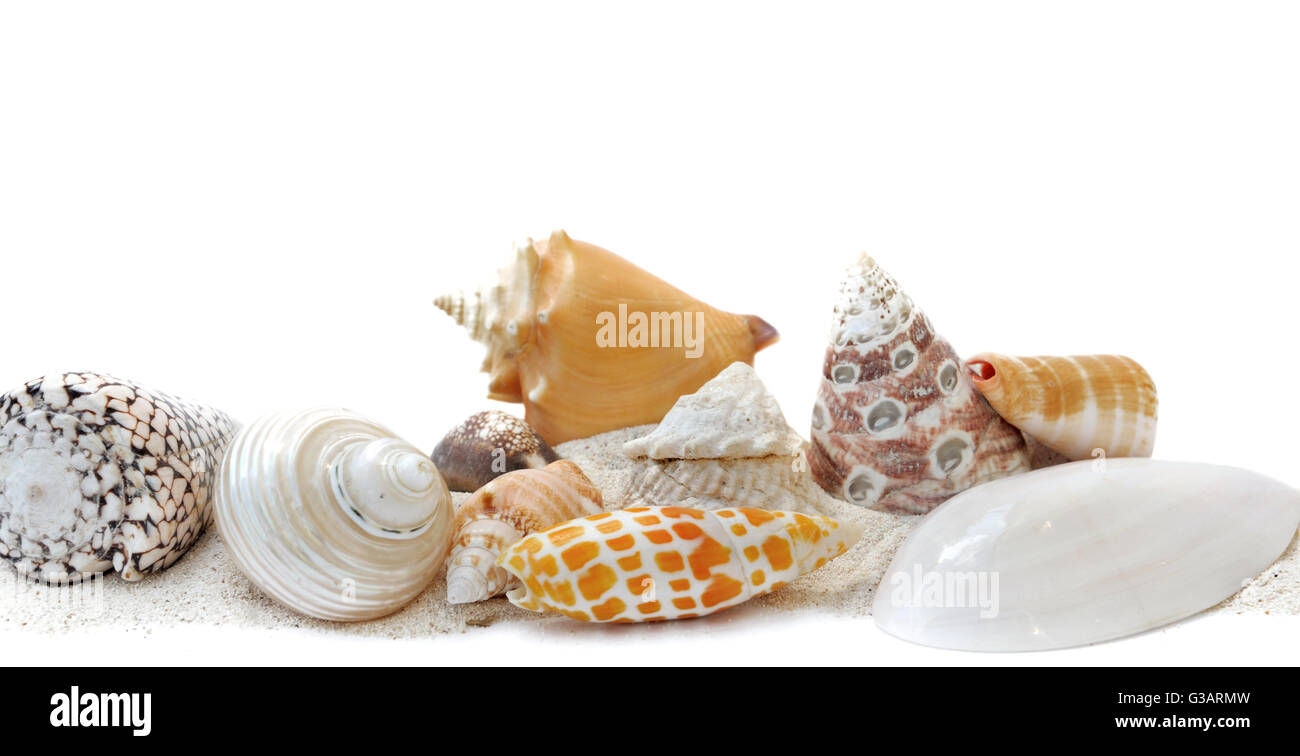 Sammlung von exotischen Muscheln auf weißem Hintergrund Stockfoto