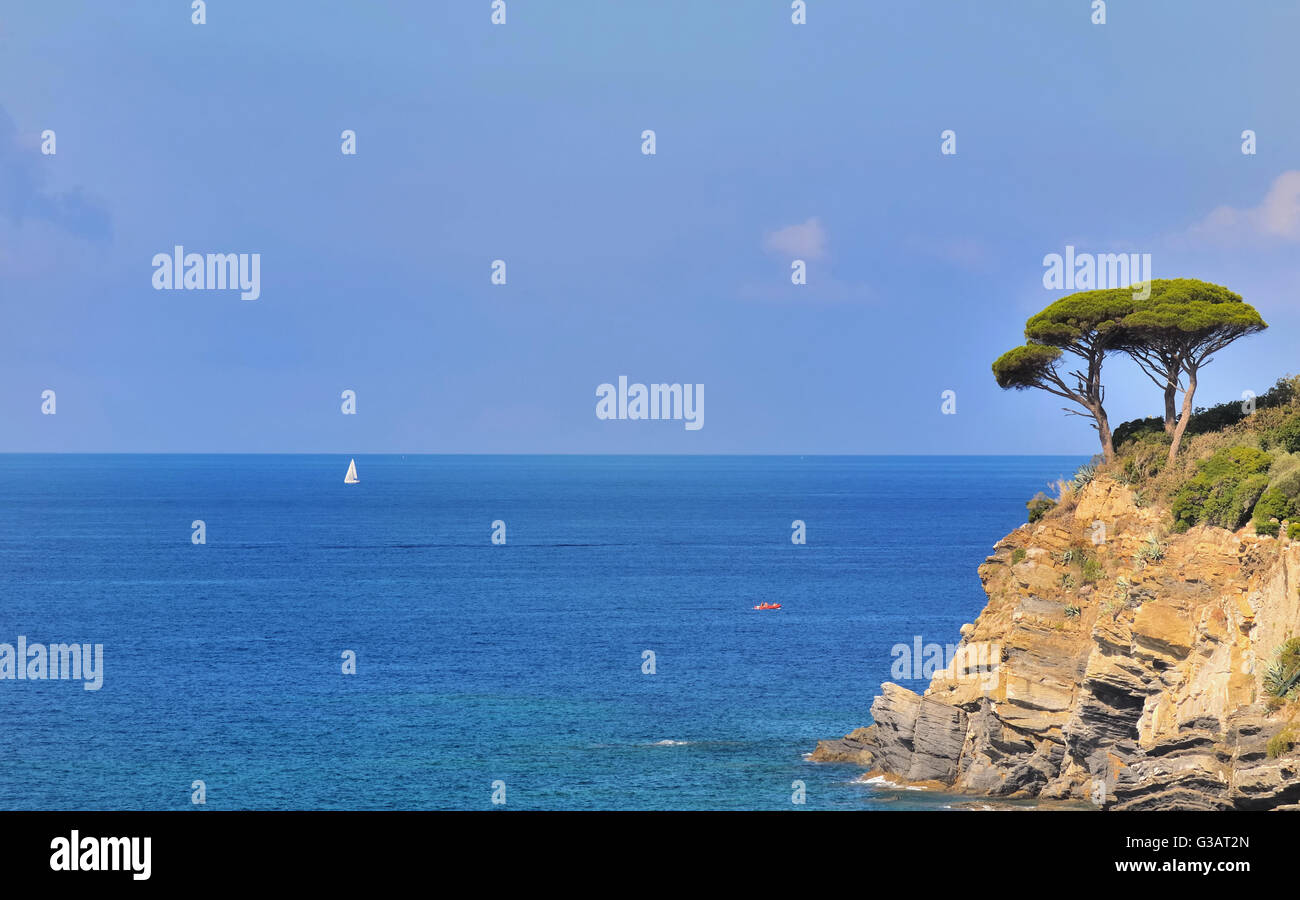 Seekiefer am Rand einer Klippe am Meer Hintergrund Stockfoto