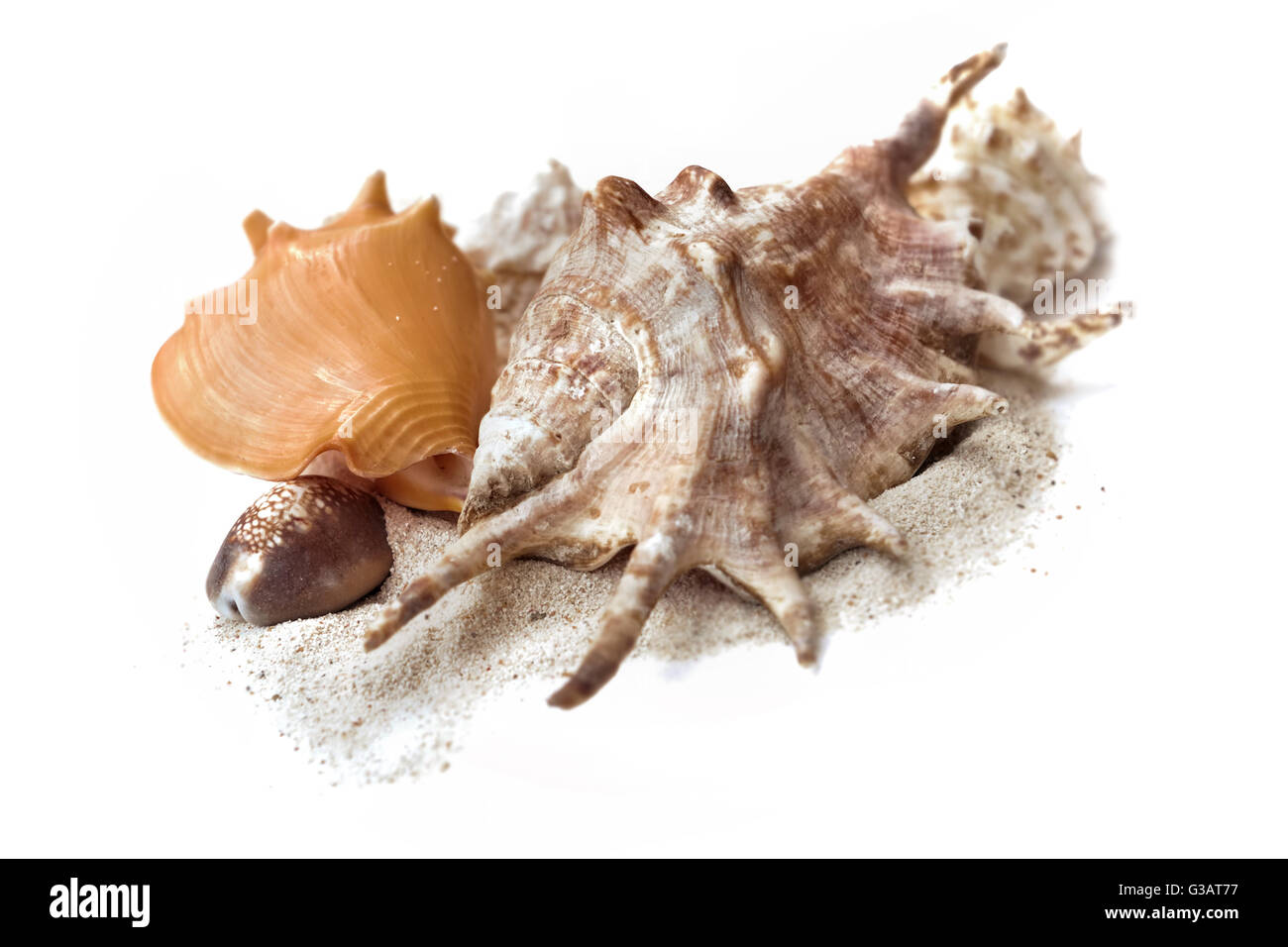 exotische Muscheln im Sand auf weißem Hintergrund Stockfoto