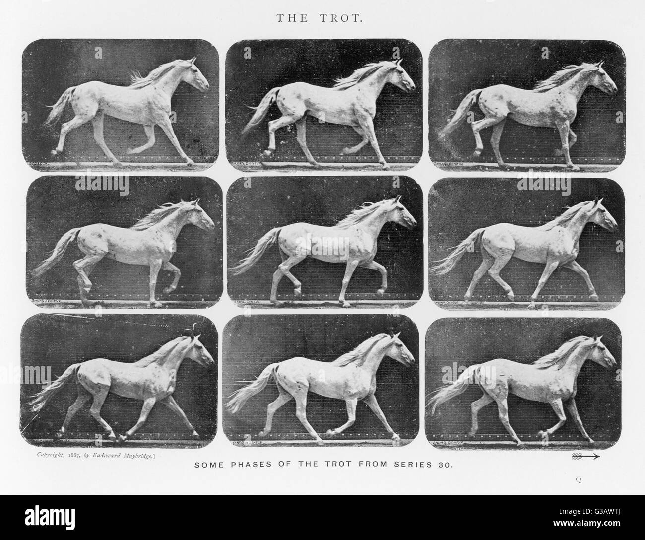 Pferd: Trab Datum: 1880er Jahre Stockfoto