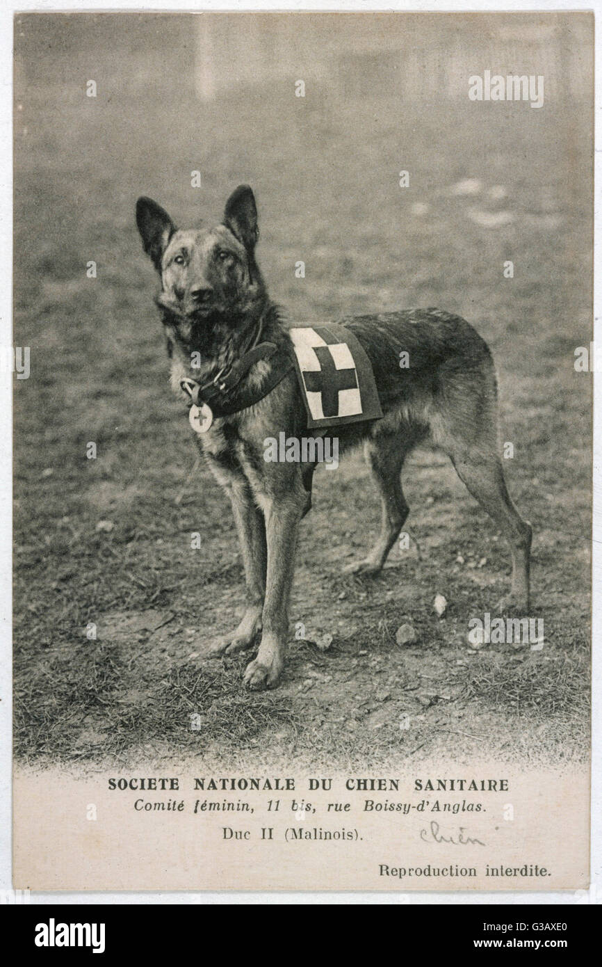 Ein Malinois (Belgischer Schäferhund) ausgebildet für die Arbeit als französische Rote Kreuz Hund. Duc II steht voller Tatendrang Datum: Weltkrieg Stockfoto