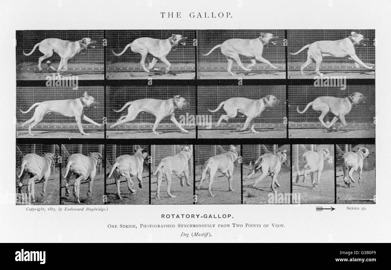 Hund (Mastiff) im Galopp - eine Schrittlänge fotografiert synchron von zwei Standpunkten Datum: 1880er Jahre Stockfoto