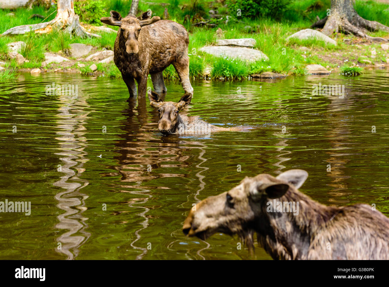 Elch (Alces Alces). Zwei Stiere schauen Sie sich eine Kuh in der Nähe des Betrachters, alle im Waldsee vorbei. Vordere Bull im Fokus. Stockfoto