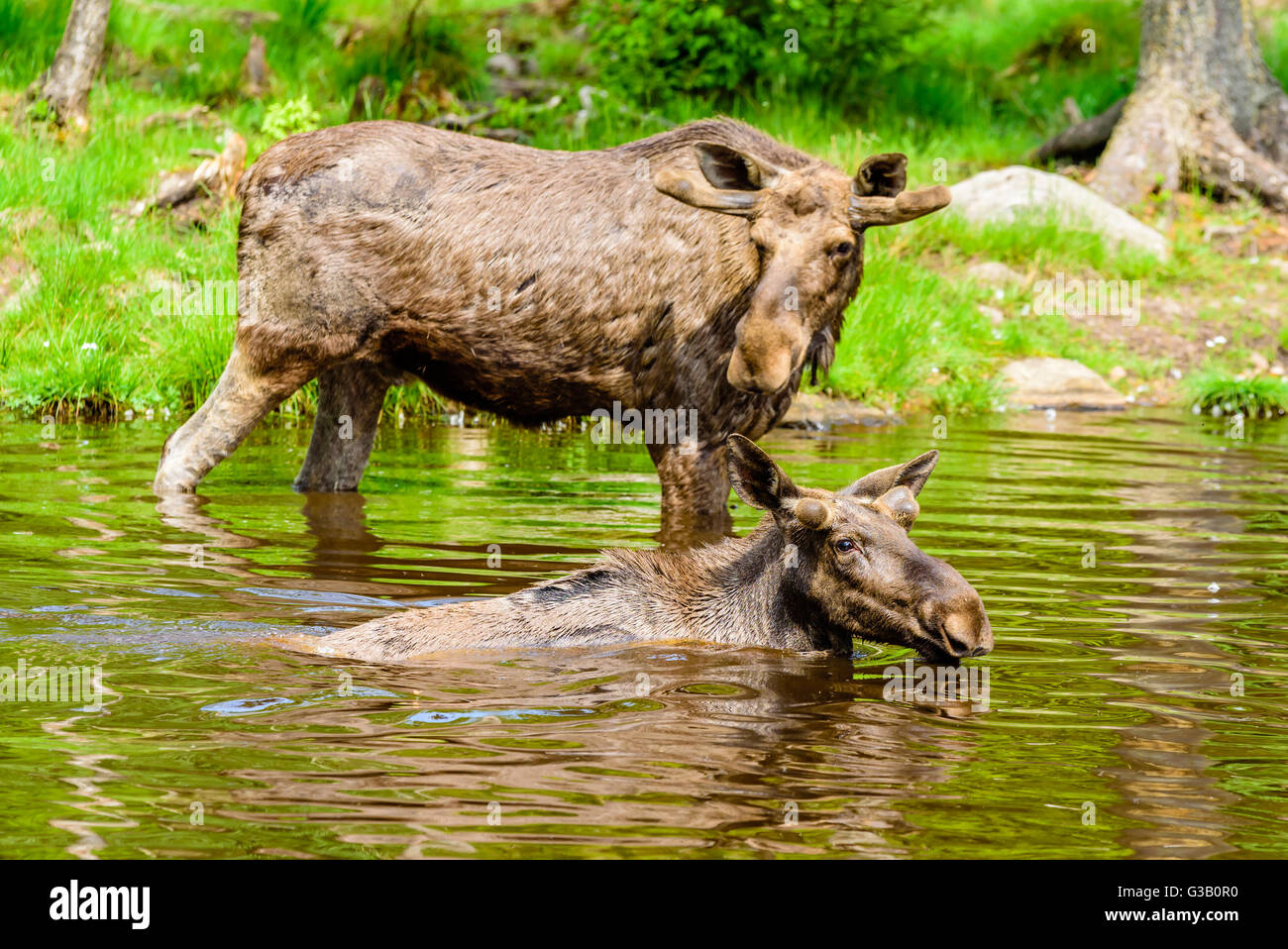 Elch (Alces Alces). Zwei Stiere stehend in einem Waldsee tagsüber eine heiße Quelle. Konzentrieren Sie sich auf den vorderen Stier. Stockfoto