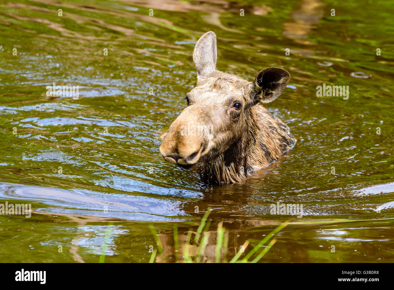 Elch (Alces Alces). Portrait einer Kuh im Wasser hautnah. Einige Rasen im Vordergrund zu sehen. Stockfoto