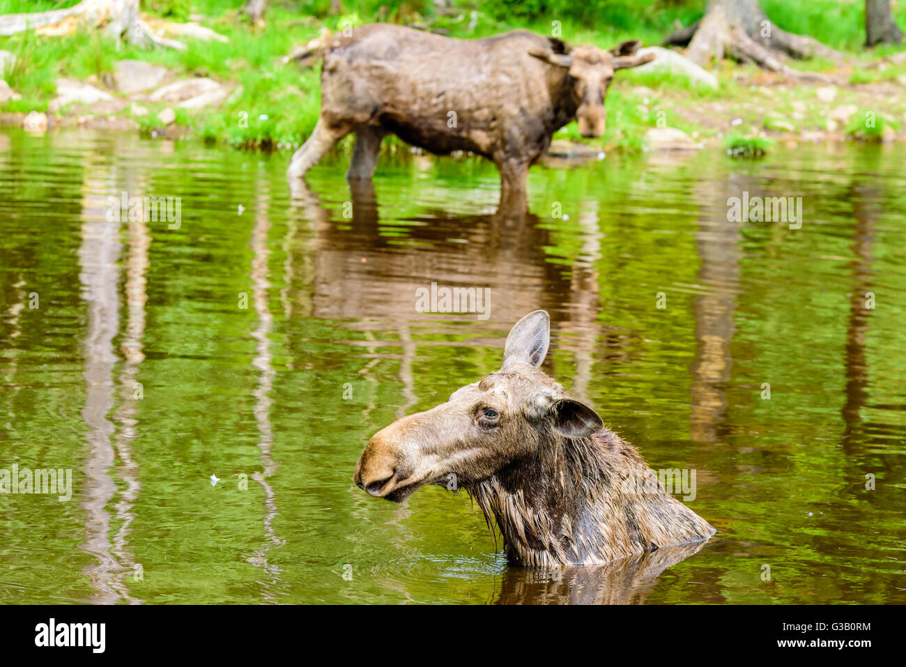Elch (Alces Alces). Portrait einer Kuh im Wasser hautnah. Ein Stier steht im Hintergrund sah sie an. Fokus auf clos Stockfoto