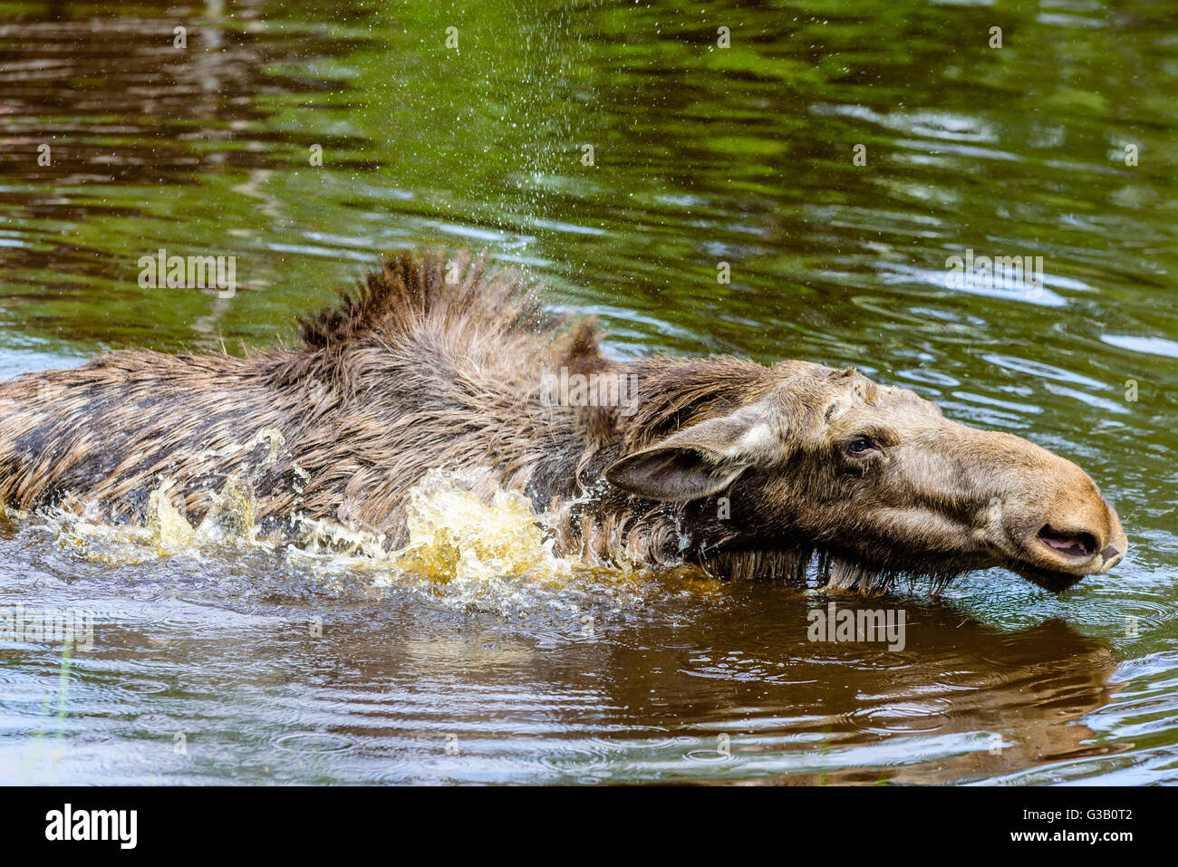 Elch (Alces Alces). Eine Kuh schüttelt ihren Körper im Waldsee machen das Wasser spritzen alle um sie herum. Hautnah. Stockfoto