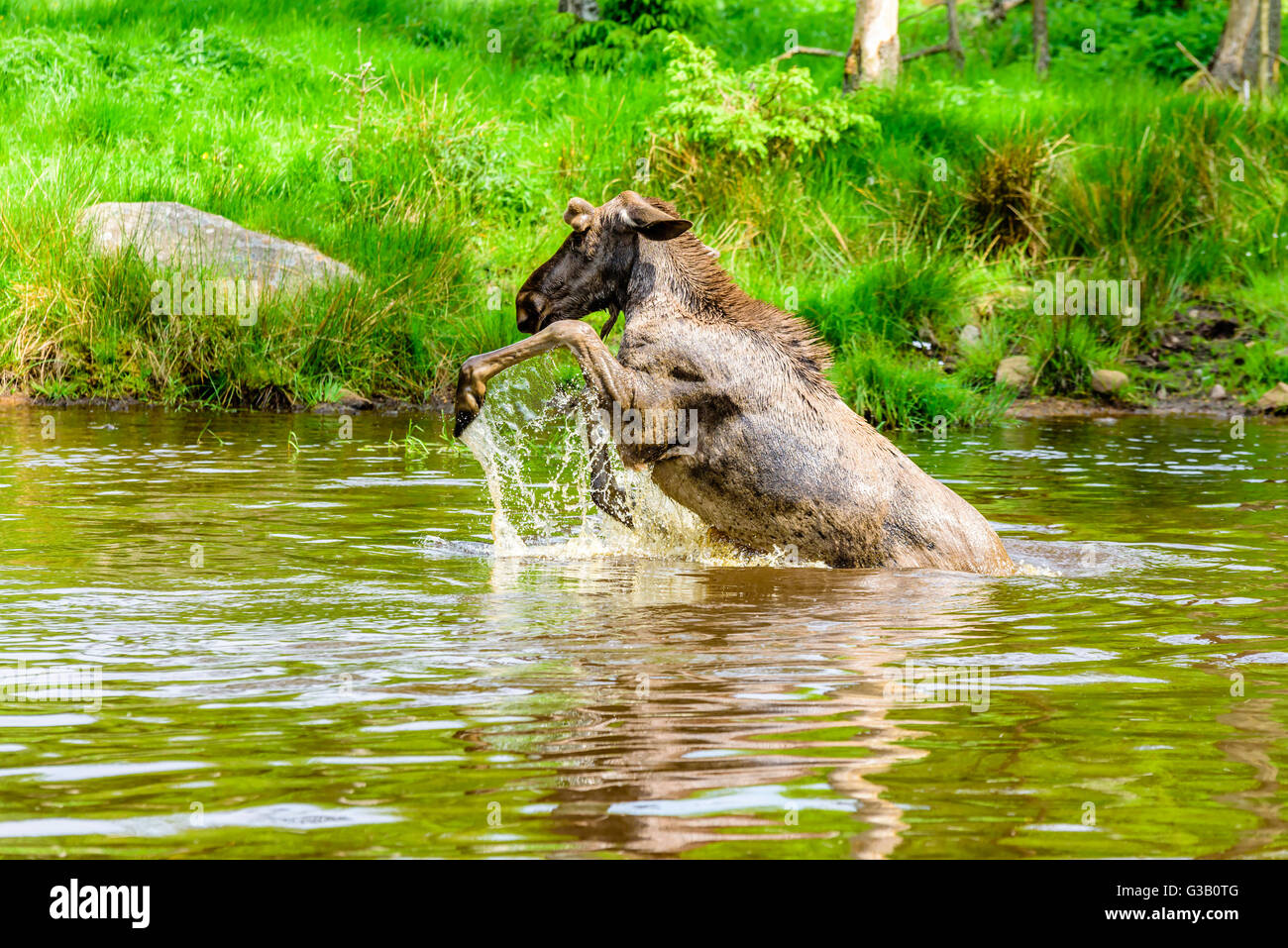 Elch (Alces Alces). Ein Stier ist eine verspielte Zeit im Waldsee plantschen haben. Stockfoto