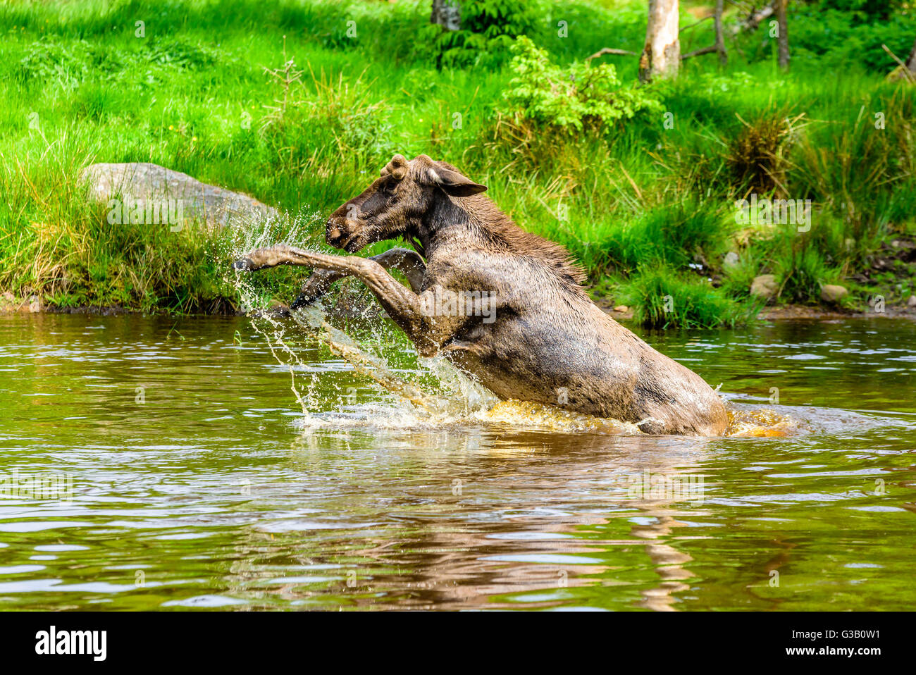 Elch (Alces Alces). Ein Stier ist eine verspielte Zeit im Waldsee plantschen haben. Stockfoto