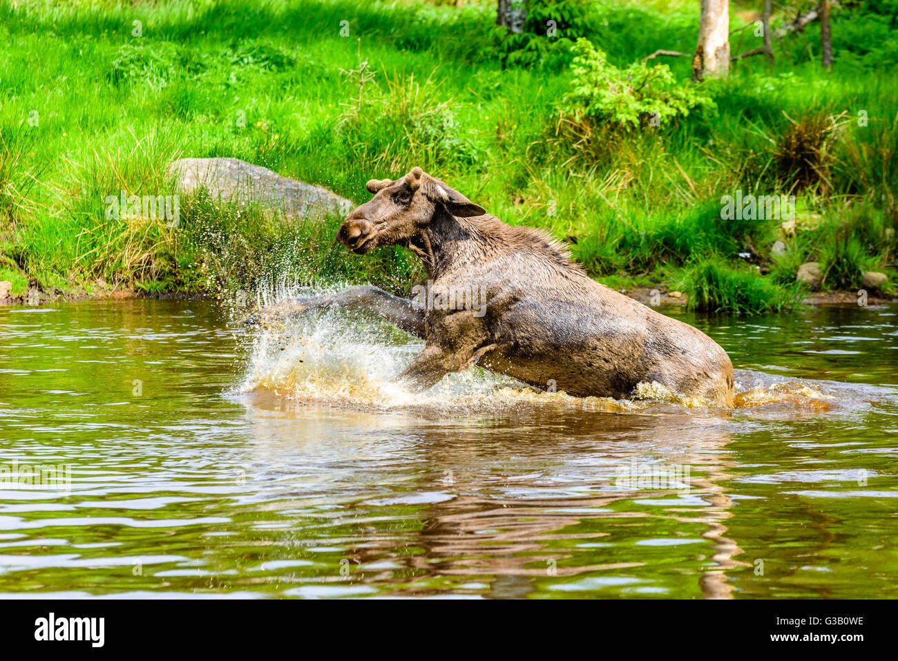 Elch (Alces Alces). Ein Stier ist eine verspielte Zeit im Waldsee plantschen haben. Stockfoto