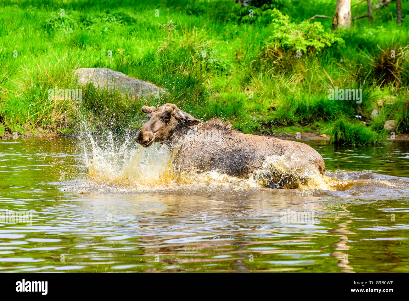Elch (Alces Alces). Ein Stier ist eine verspielte Zeit im Waldsee plantschen haben. Stockfoto